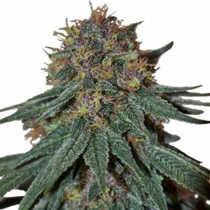 Purple Haze Feminized Seeds For Sale