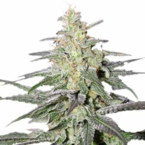 Buy Super Silver Haze Feminized Seeds Online