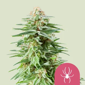 White Widow Feminized Seeds For Sale